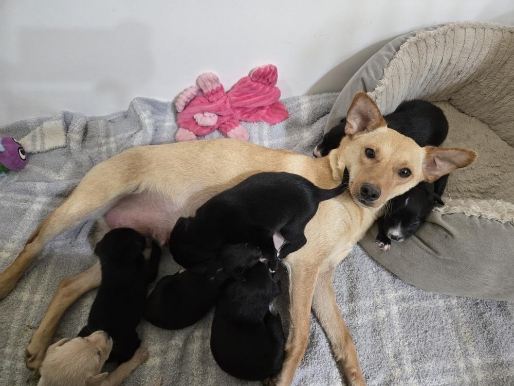 Enlarge Lulu, a Adoptable mixed breed in Bend, OR image 2/4