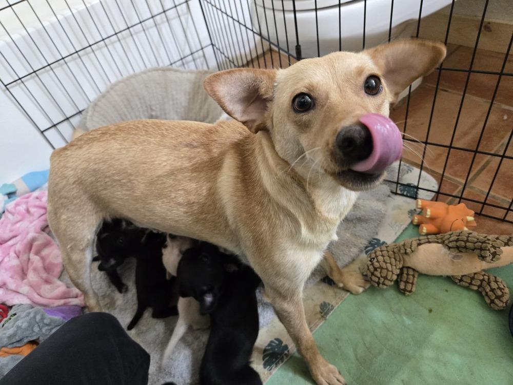 Enlarge Lulu, a Adoptable mixed breed in Bend, OR image 3/4