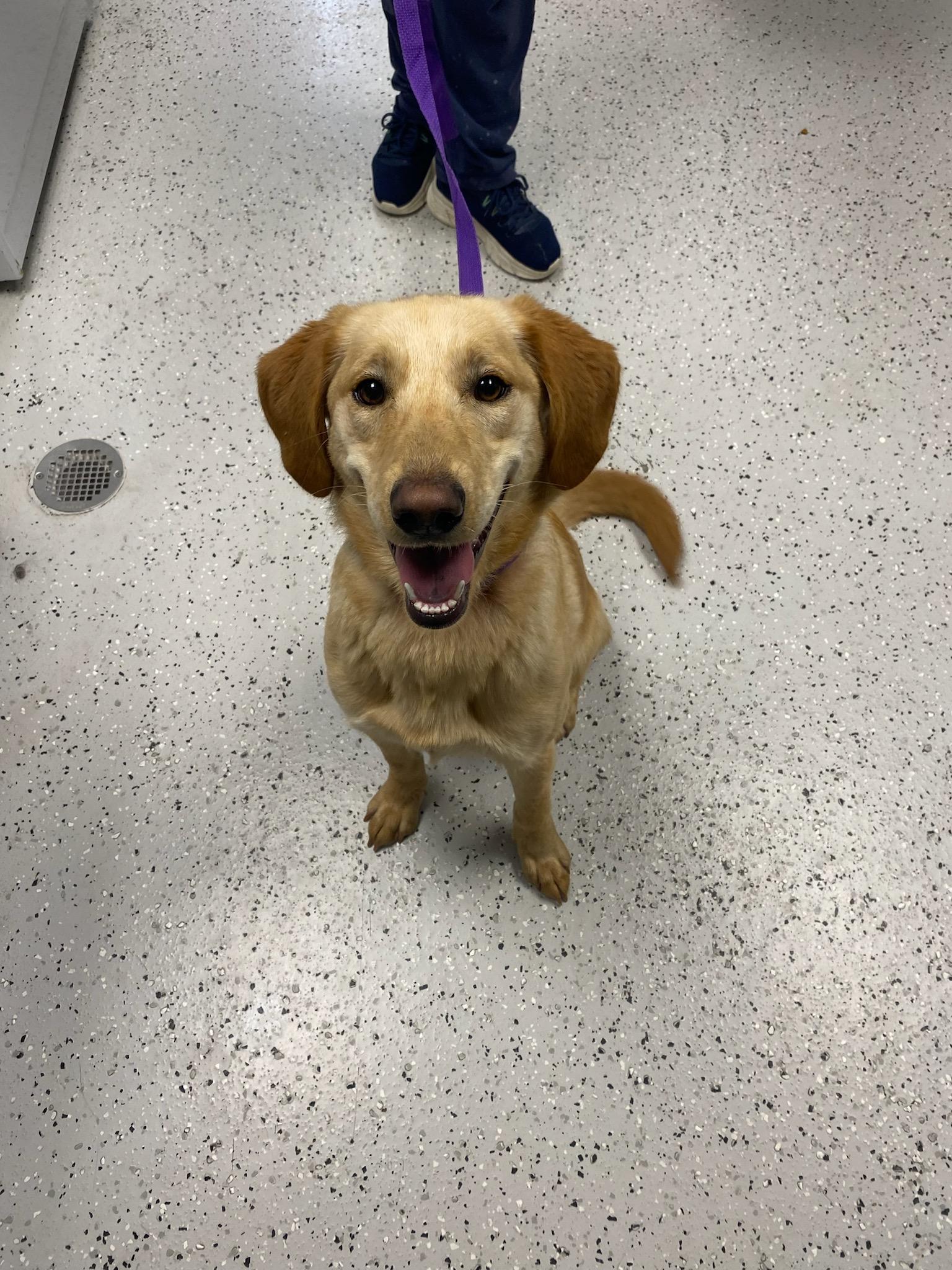 Enlarge Maisy, a ADOPTABLE Labrador Retriever in Burgaw, NC image 2/2