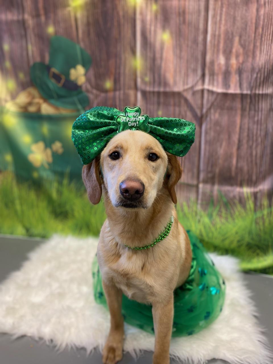 Enlarge Maisy, a ADOPTABLE Labrador Retriever in Burgaw, NC image 1/2