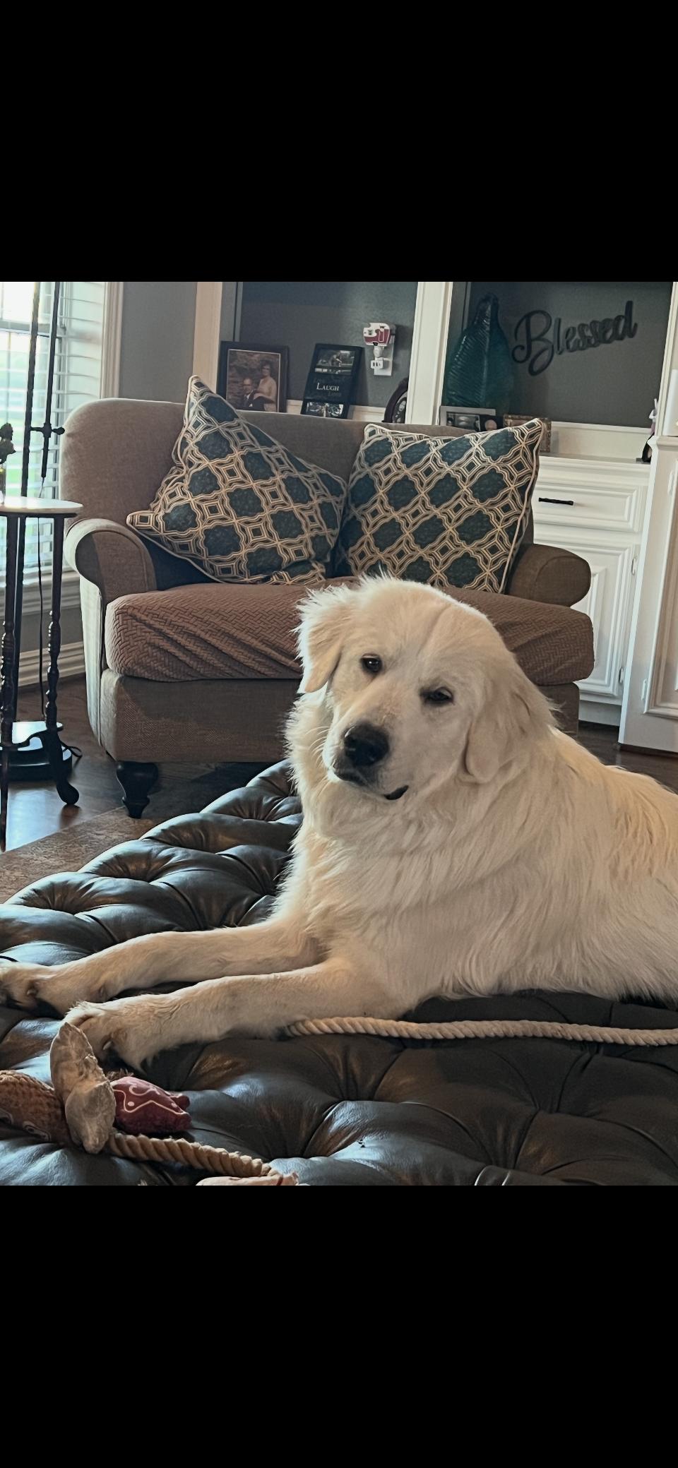 Enlarge Jetta HTX, a Adoptable Great Pyrenees in Quinlan, TX image 1/6