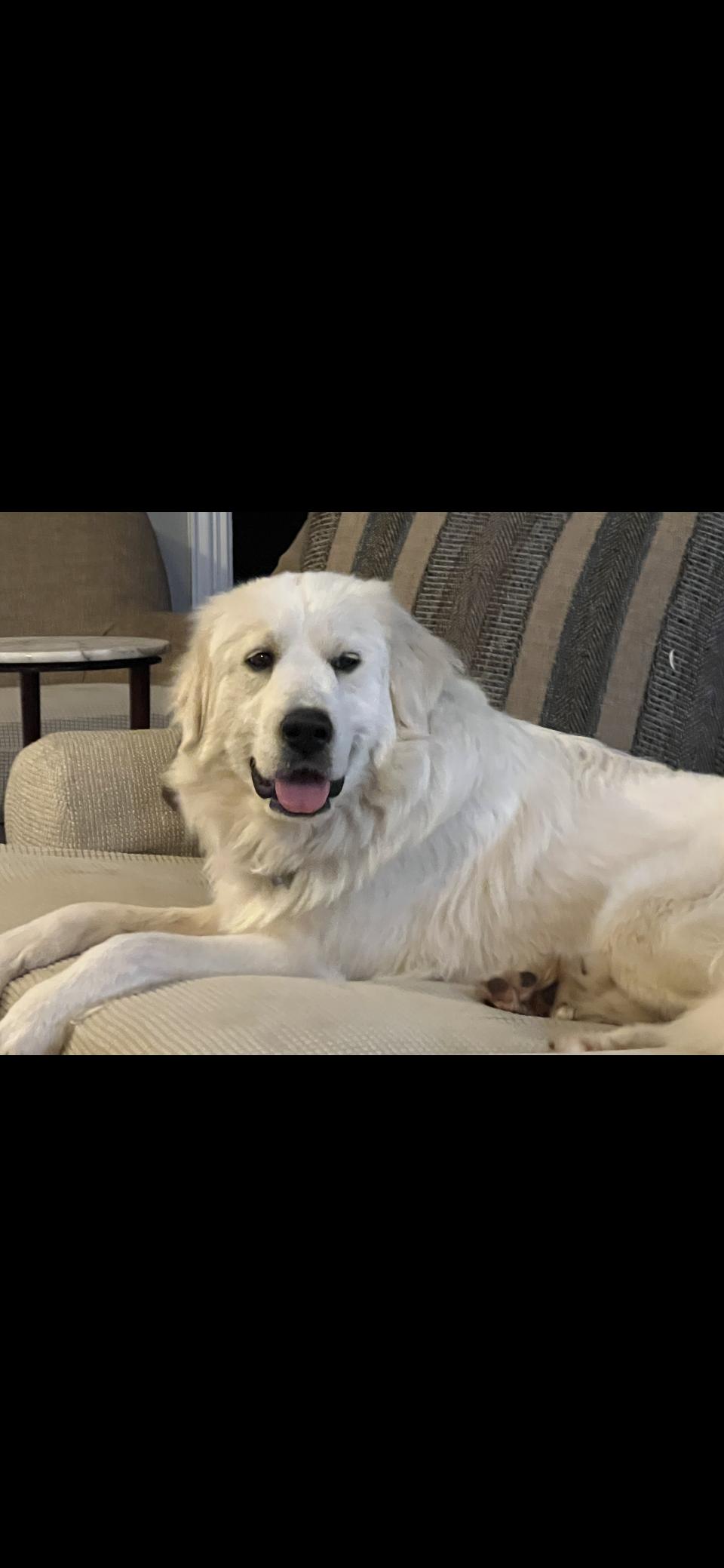 Jetta HTX, Adoptable, Young Female Great Pyrenees.