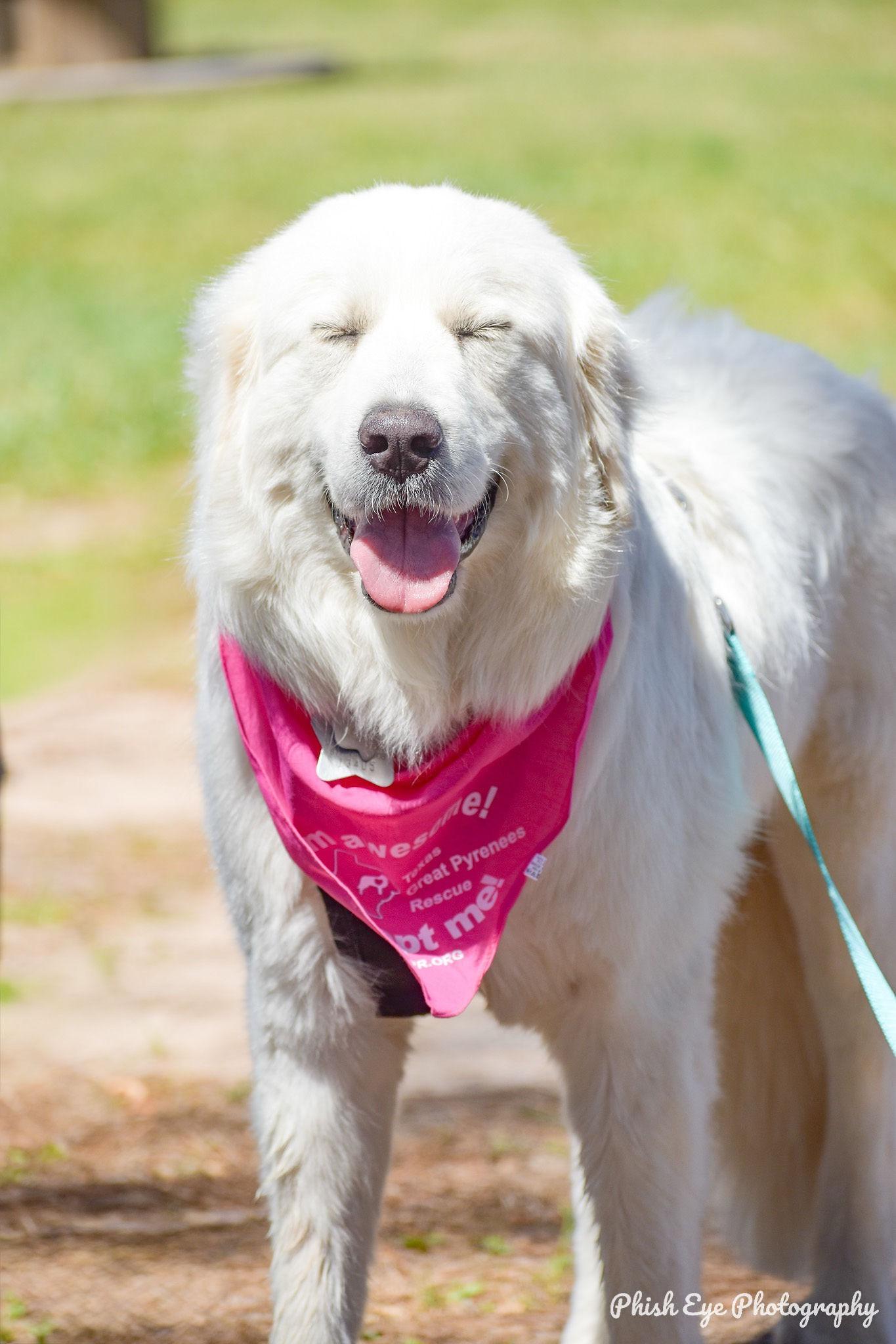 Enlarge Jetta HTX, a Adoptable Great Pyrenees in Quinlan, TX image 2/6