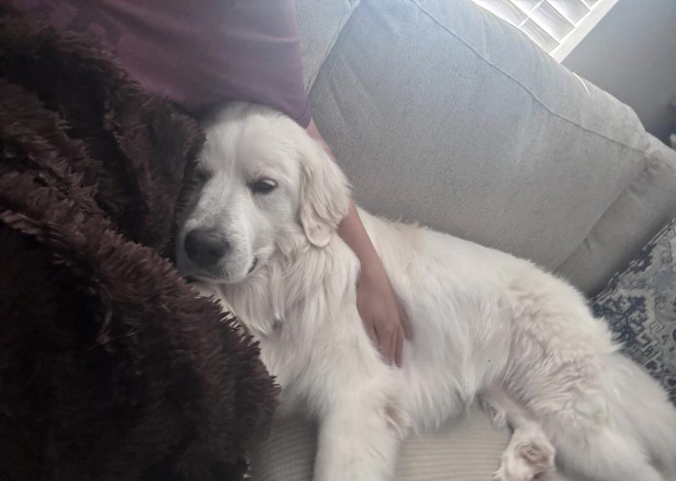 Jetta HTX, a Adoptable Great Pyrenees in Quinlan, TX image 2/6