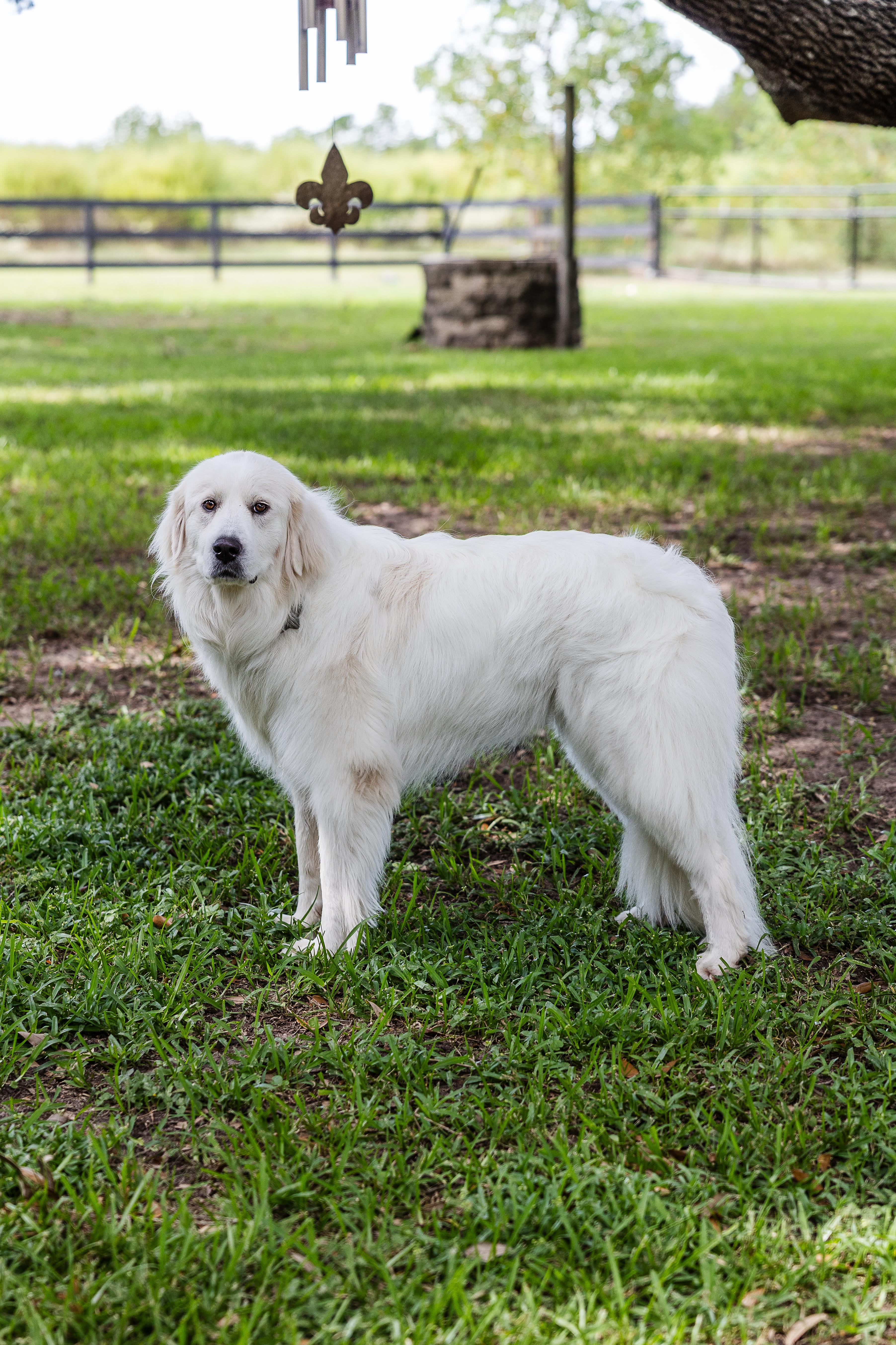 Jetta HTX, Adoptable, Young Female Great Pyrenees.