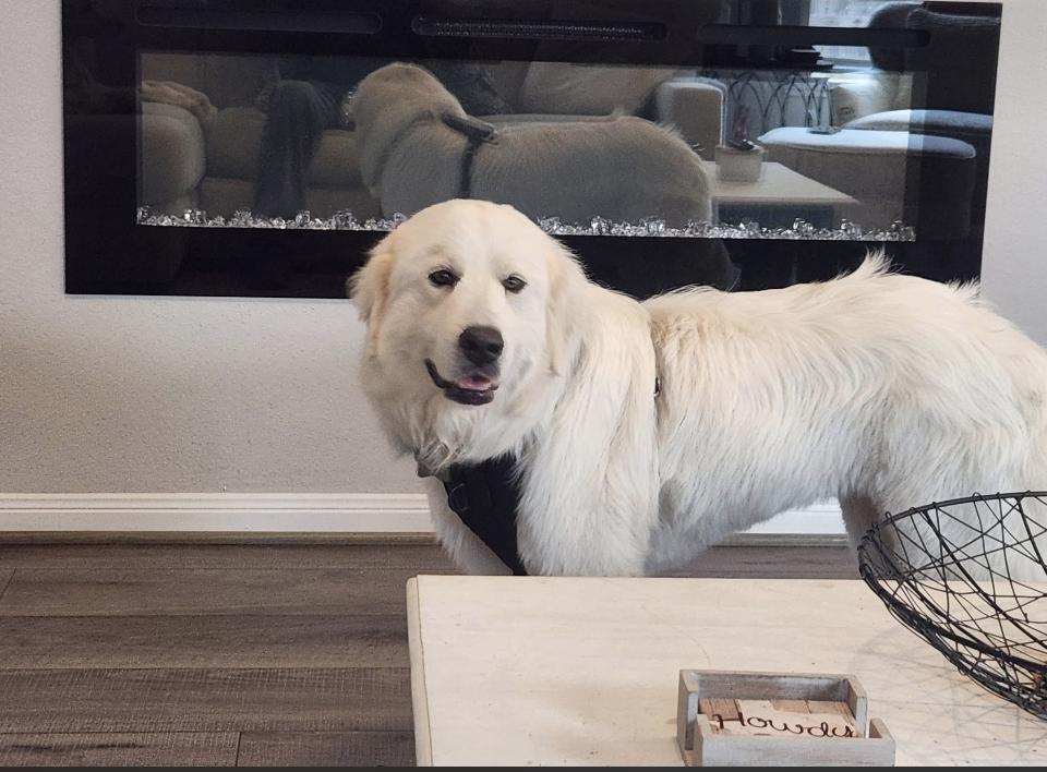 Jetta HTX, a Adoptable Great Pyrenees in Quinlan, TX image 3/6
