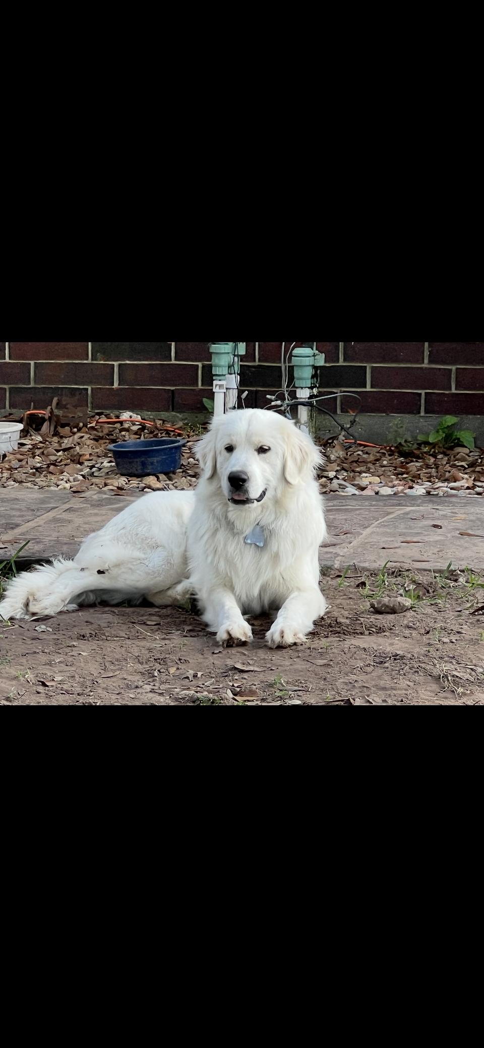 Enlarge Jetta HTX, a Adoptable Great Pyrenees in Quinlan, TX image 2/6