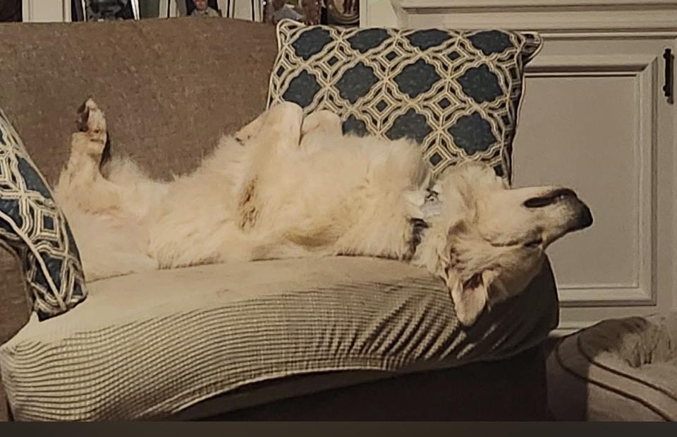 Jetta HTX, a Adoptable Great Pyrenees in Quinlan, TX image 4/6