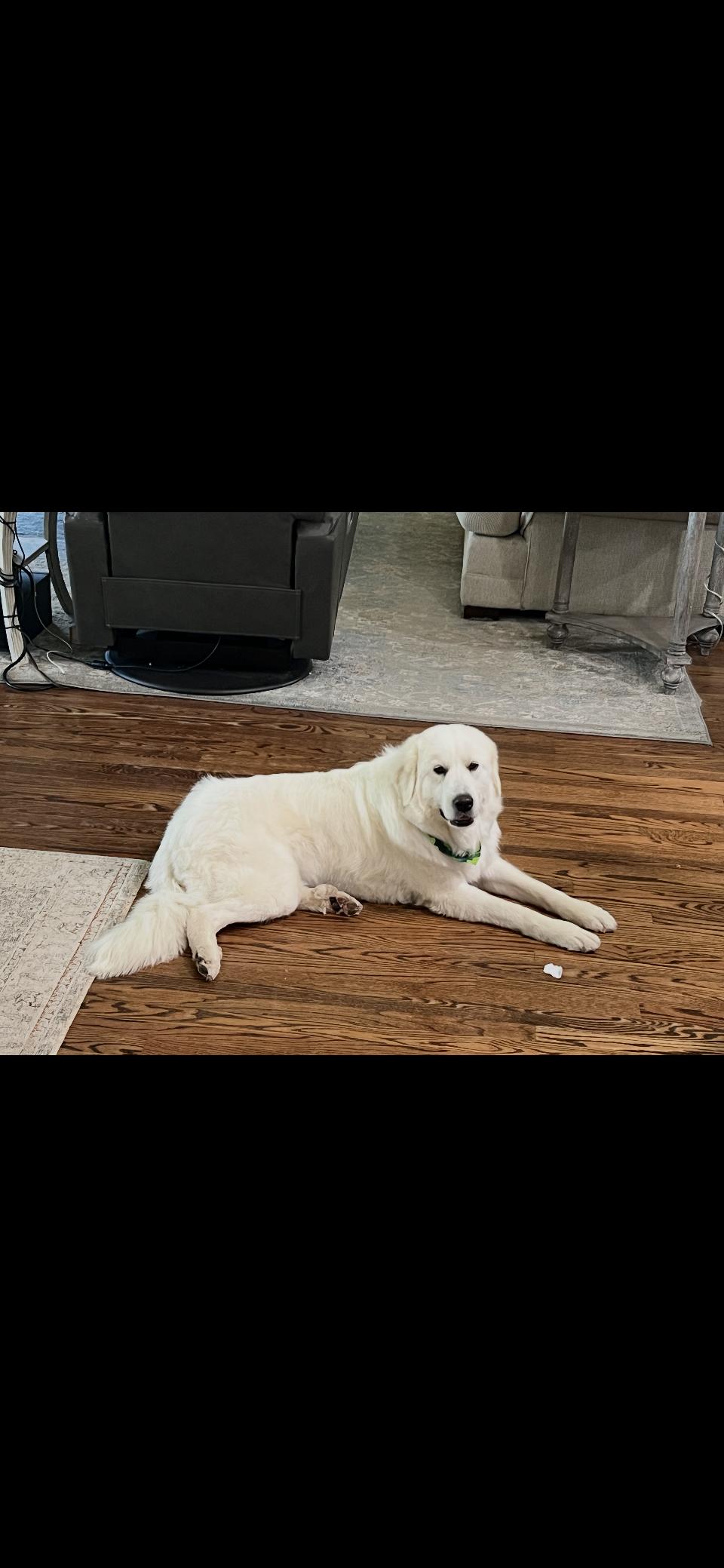 Enlarge Jetta HTX, a Adoptable Great Pyrenees in Quinlan, TX image 3/6