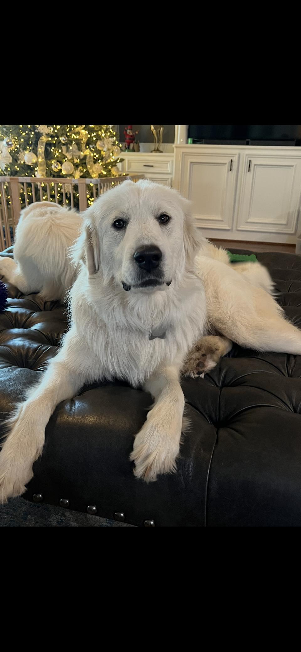 Enlarge Jetta HTX, a Adoptable Great Pyrenees in Quinlan, TX image 4/6
