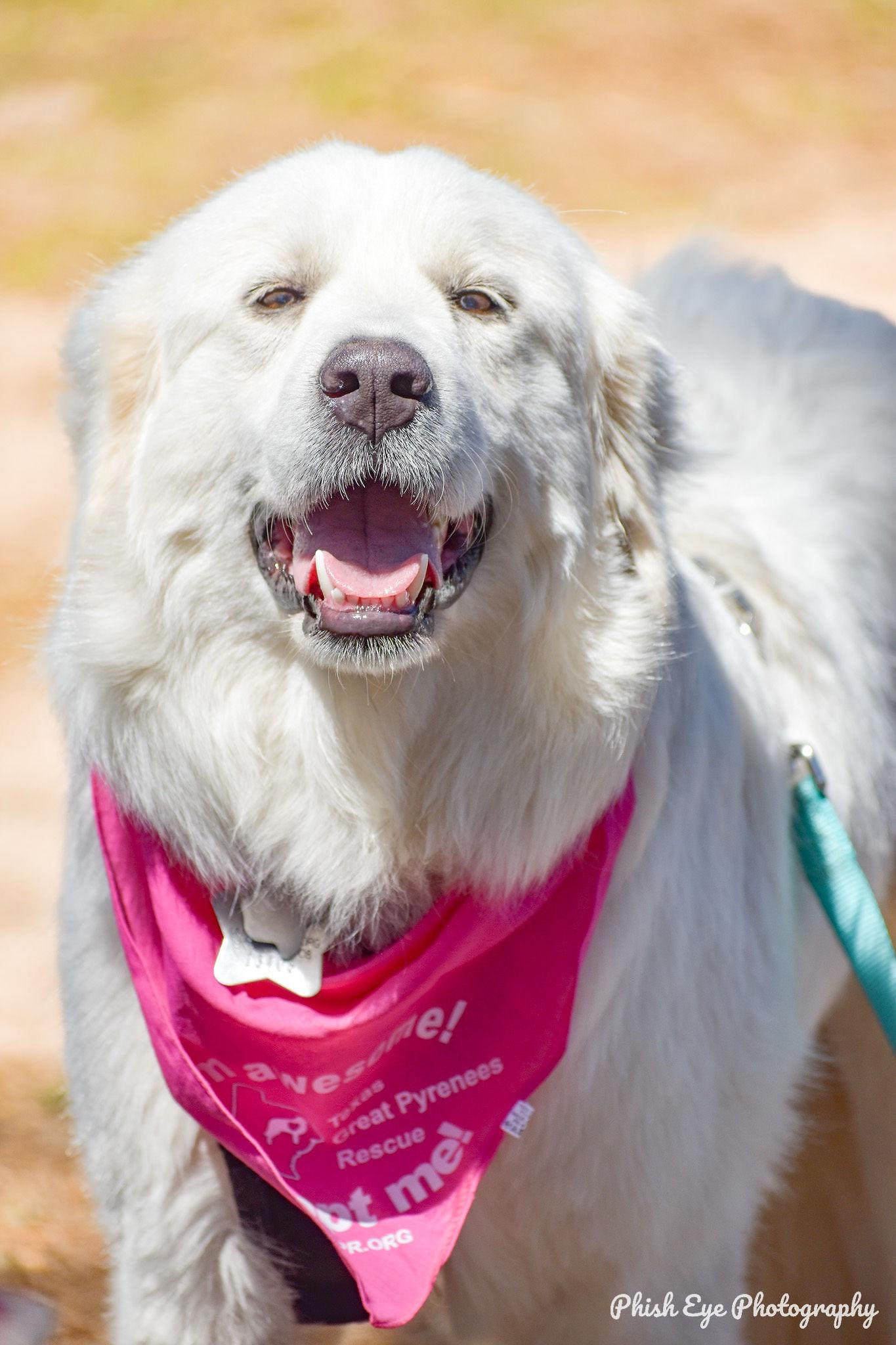 Enlarge Jetta HTX, a Adoptable Great Pyrenees in Quinlan, TX image 4/6