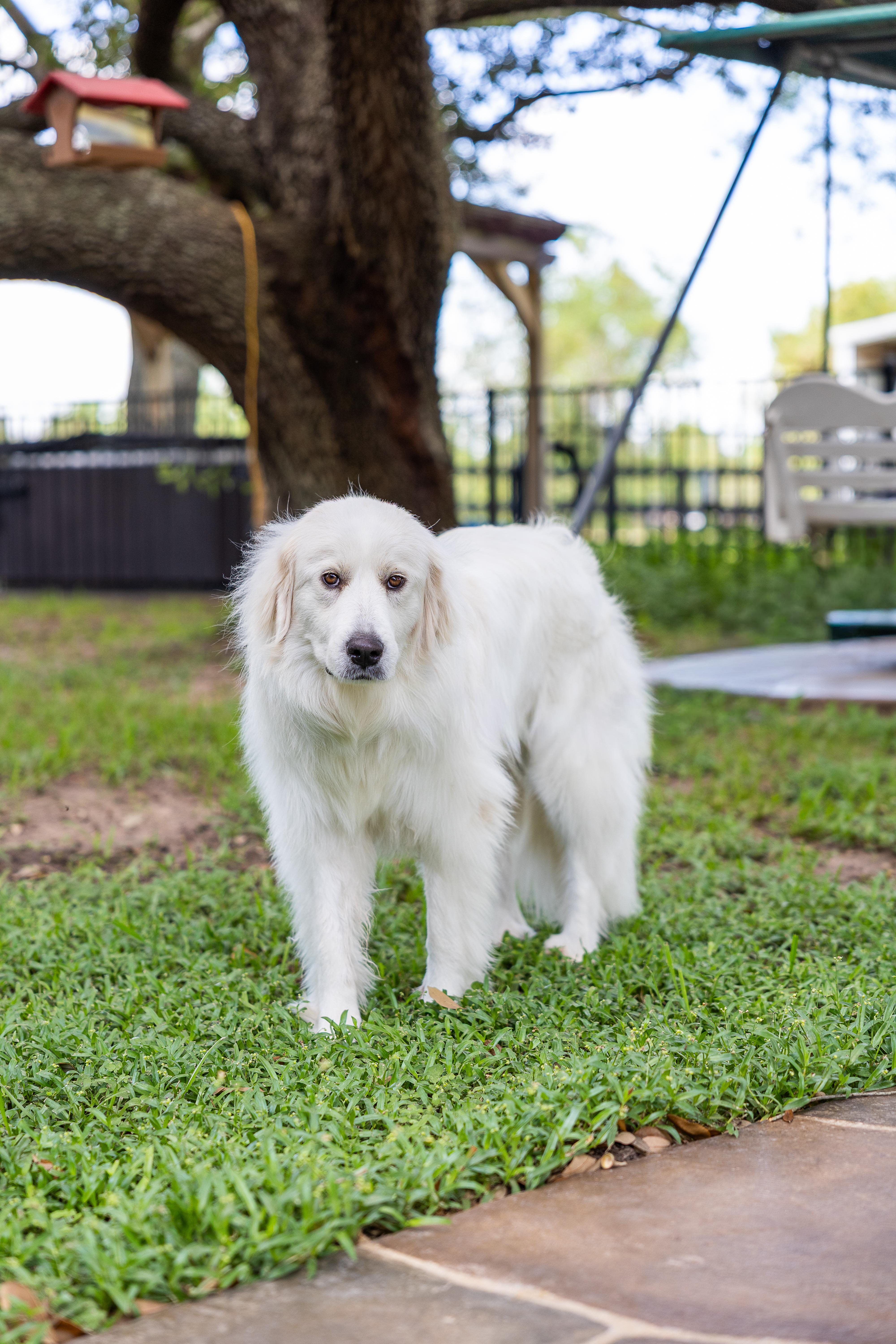 Enlarge Jetta HTX, a Adoptable Great Pyrenees in Saint Jo, TX image 3/6