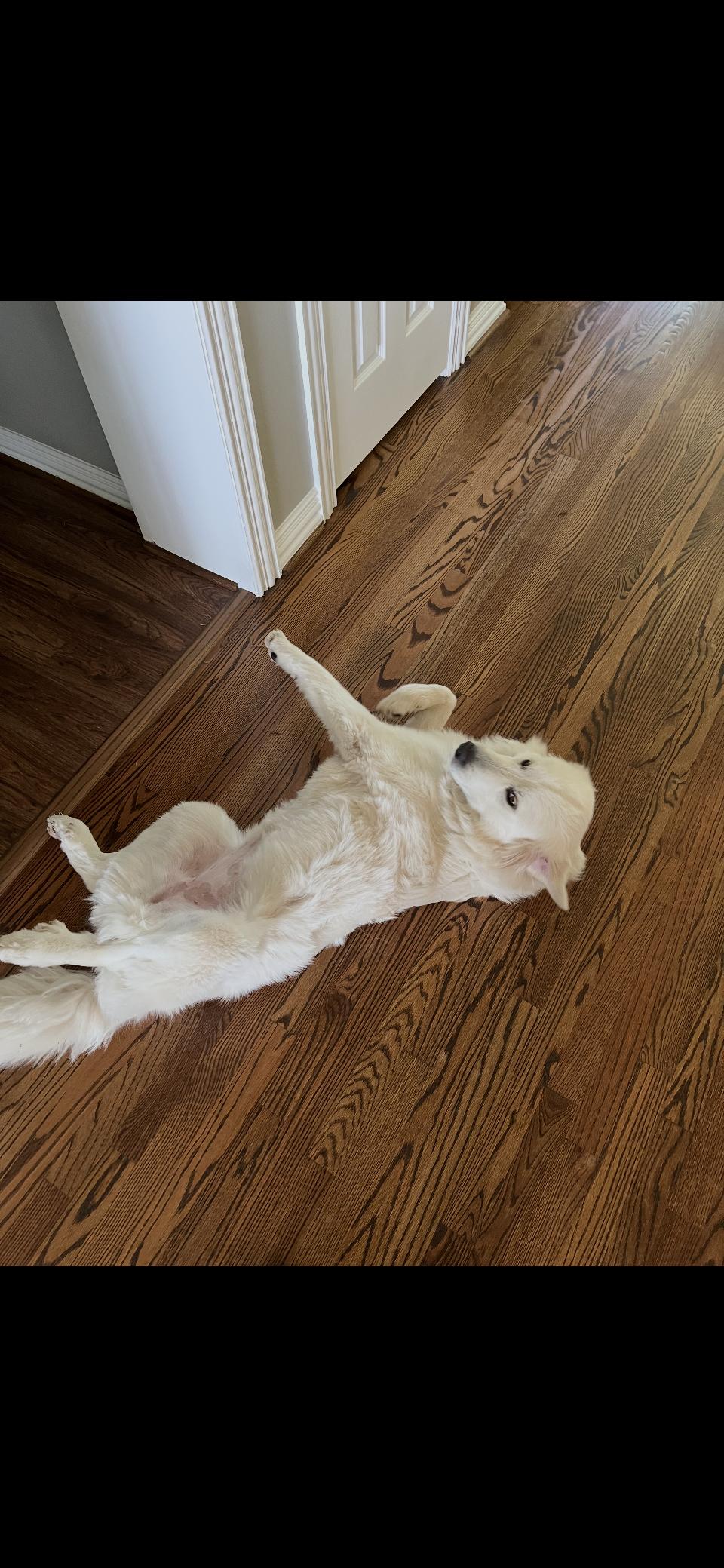 Enlarge Jetta HTX, a Adoptable Great Pyrenees in Quinlan, TX image 5/6