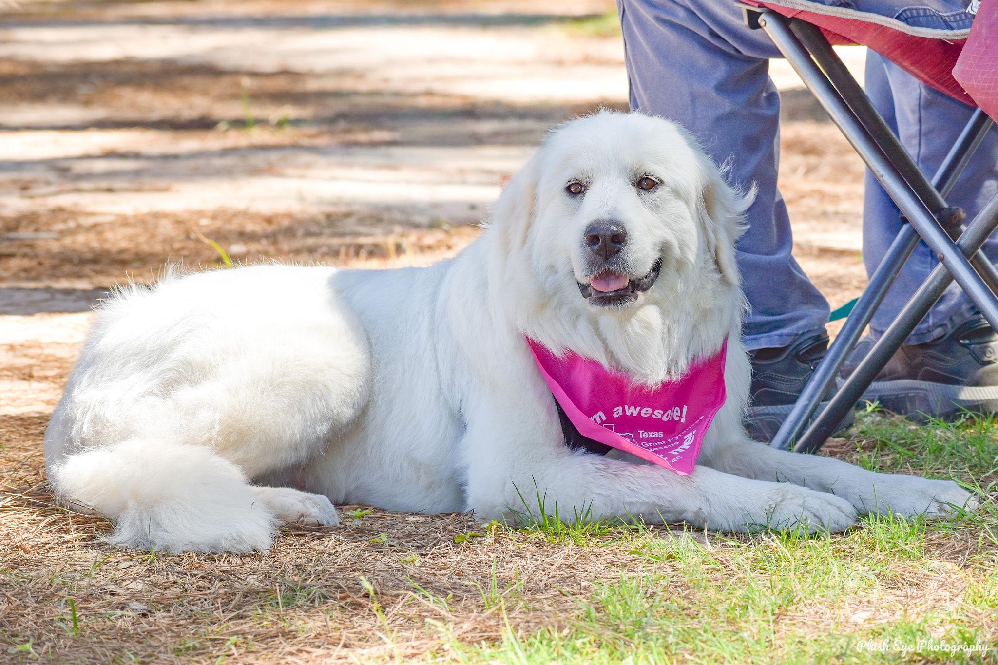 Enlarge Jetta HTX, a Adoptable Great Pyrenees in Quinlan, TX image 6/6