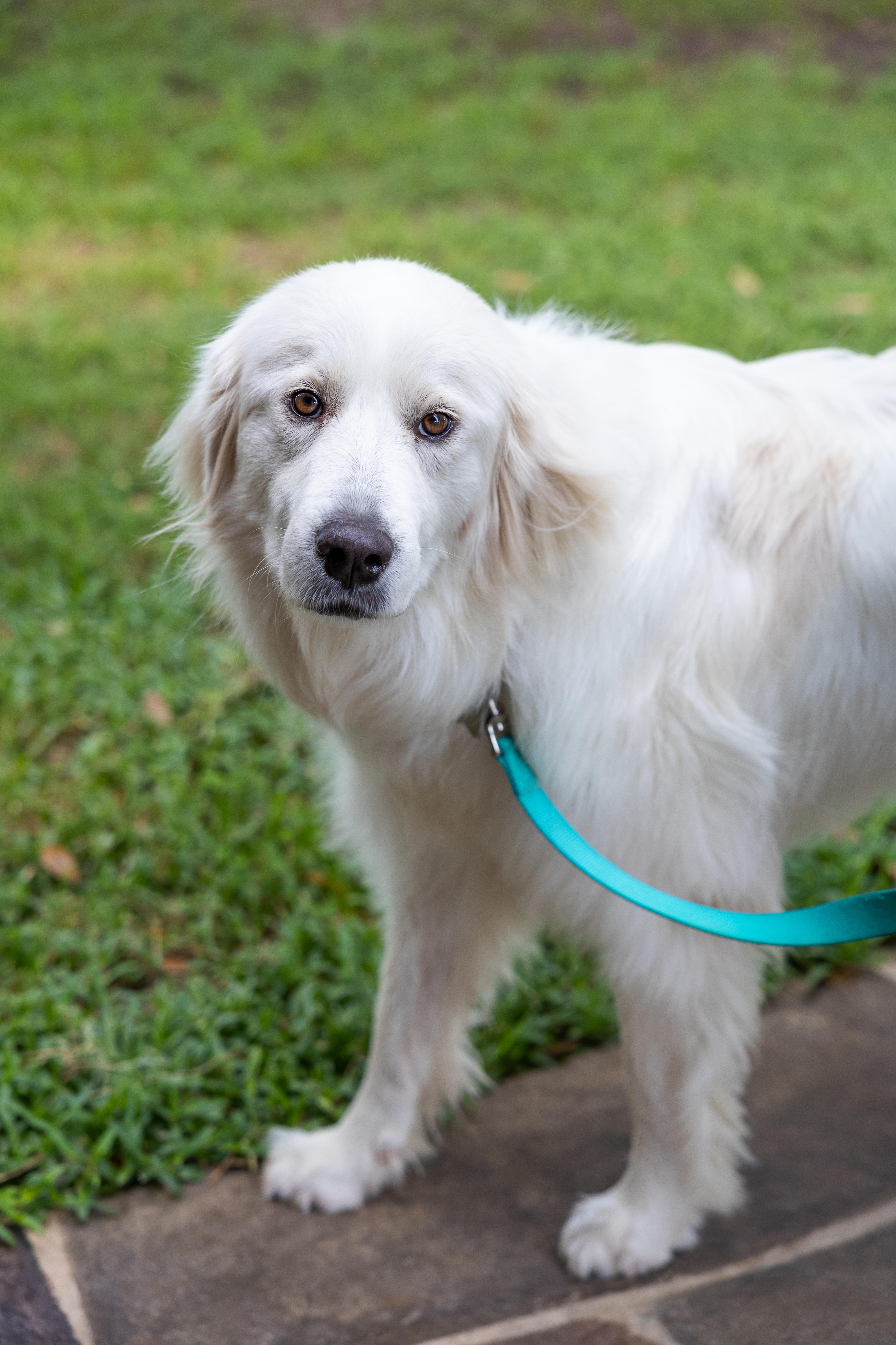 Enlarge Jetta HTX, a Adoptable Great Pyrenees in Saint Jo, TX image 4/6