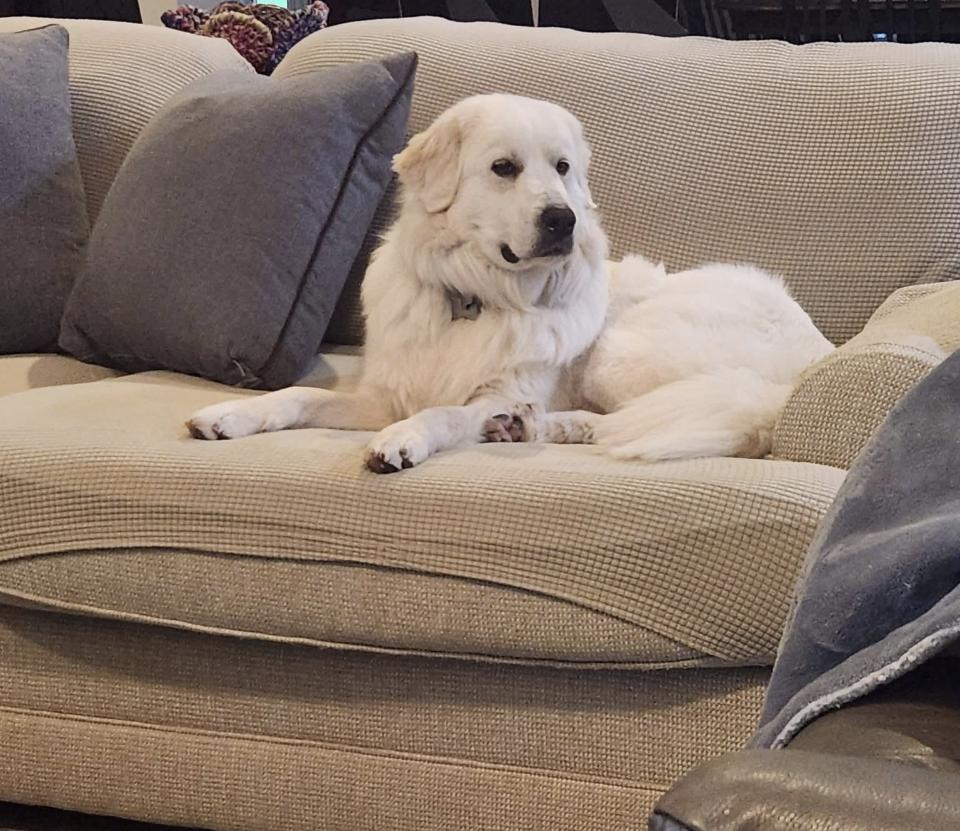 Jetta HTX, a Adoptable Great Pyrenees in Quinlan, TX image 6/6