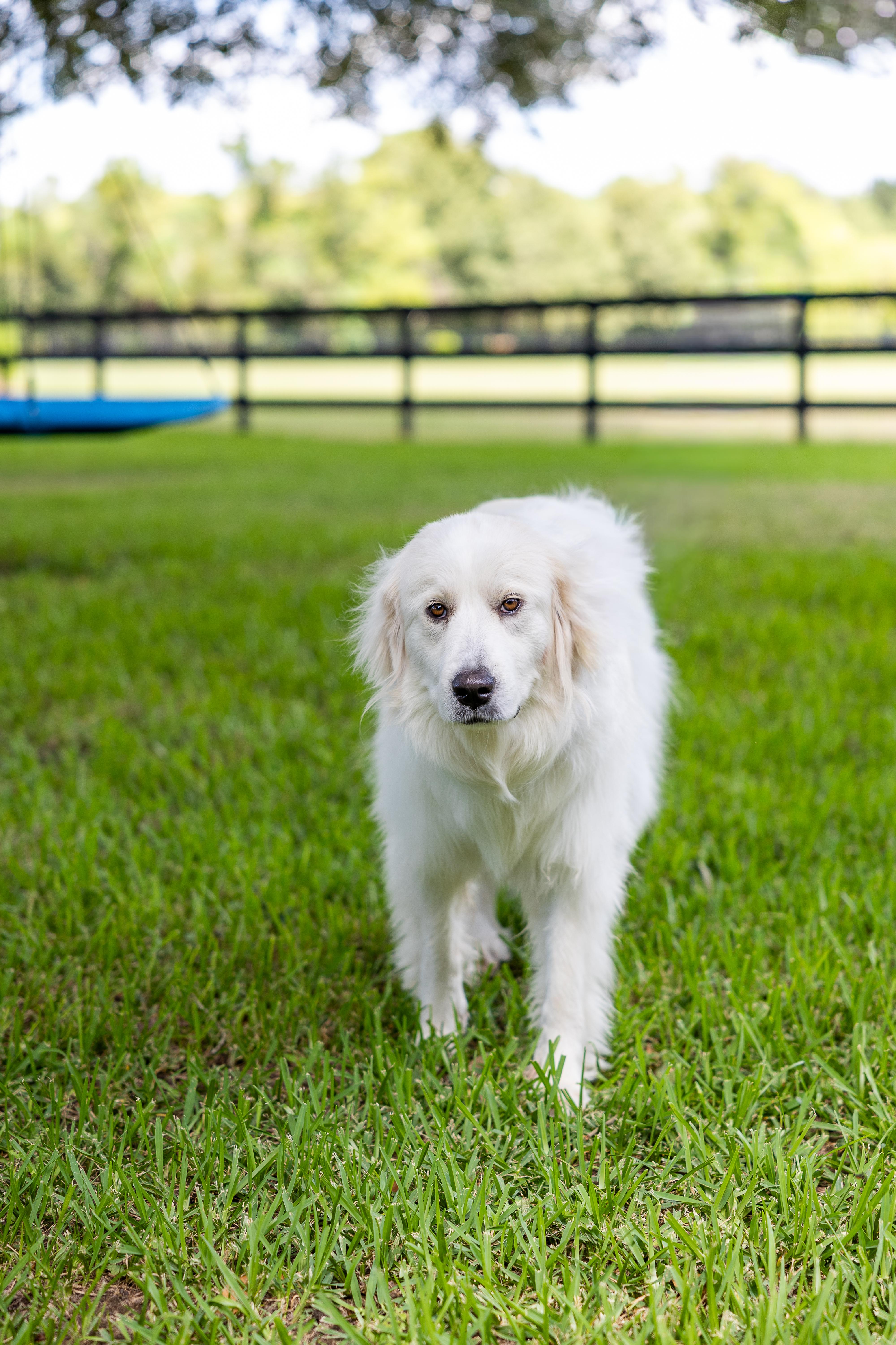 Enlarge Jetta HTX, a Adoptable Great Pyrenees in Saint Jo, TX image 6/6
