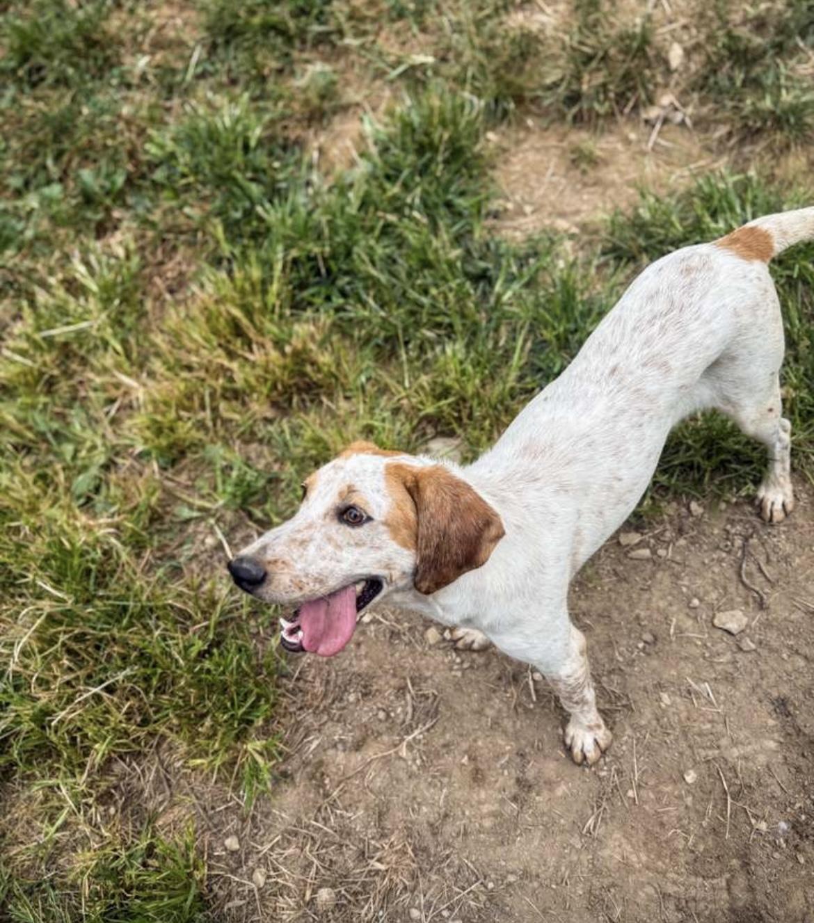 Anne, a Adoptable mixed breed in Junction City, KY image 4/5