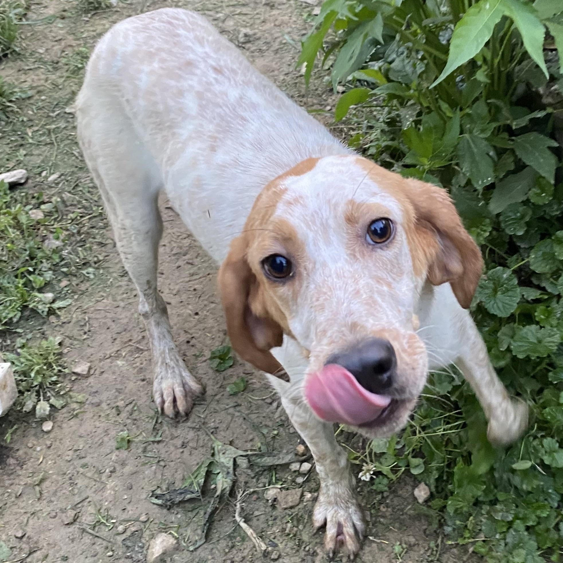 Anne, a Adoptable mixed breed in Junction City, KY image 1/5