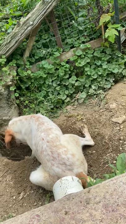 Enlarge Anne, a Adoptable mixed breed in Junction City, KY video 3/5