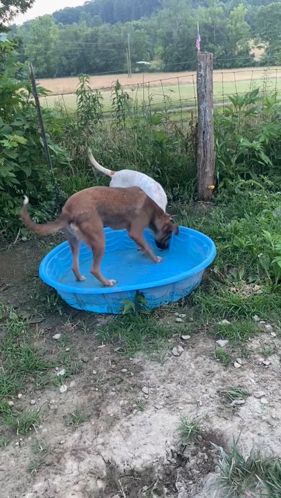 Enlarge Anne, a Adoptable mixed breed in Junction City, KY video 5/5