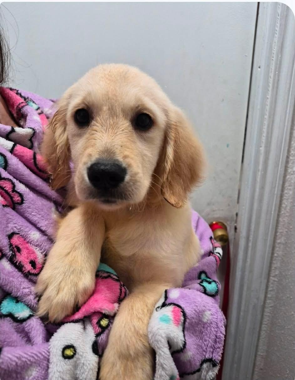 Malibu, an adopted Golden Retriever in Houston, TX image 2/2