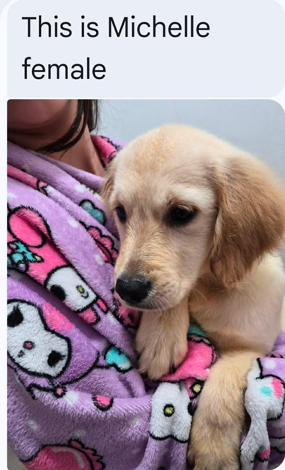 Malibu, adopted, Puppy Female Golden Retriever.