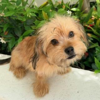 SEBASTIAN, ADOPTABLE, Puppy Male Yorkshire Terrier & Dachshund.