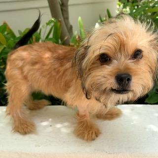 Enlarge SEBASTIAN, a ADOPTABLE mixed breed in Santa Monica, CA image 2/3