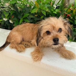 Enlarge SEBASTIAN, a ADOPTABLE mixed breed in Santa Monica, CA image 3/3