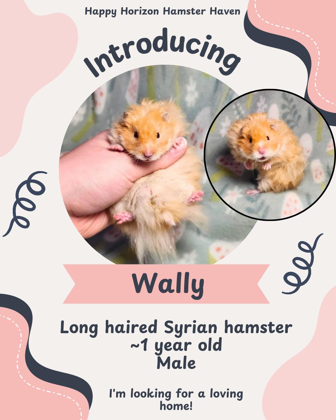 Enlarge Wally, an adopted Hamster in West Chester, OH image 1/1