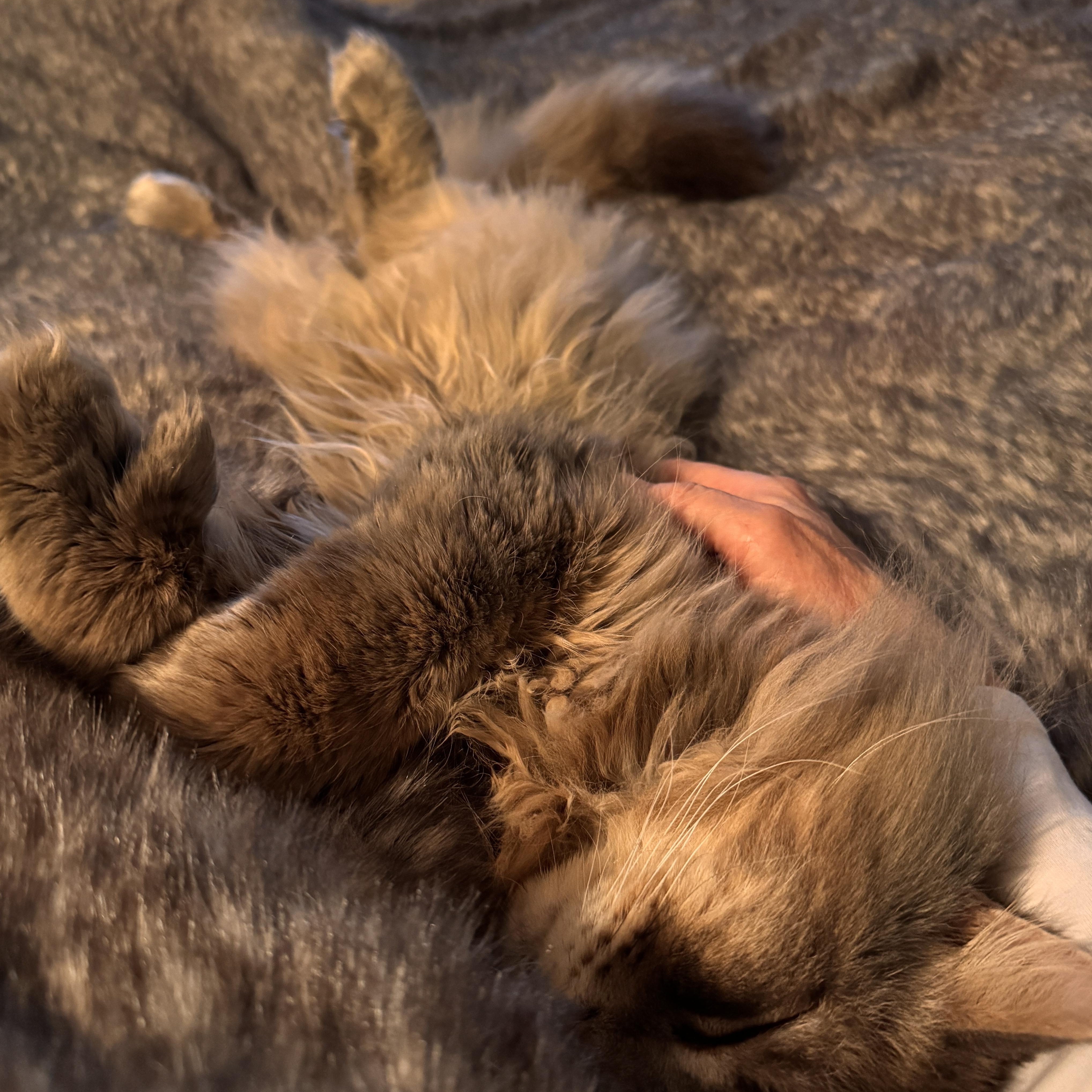 Enlarge Nate, a ADOPTABLE mixed breed in Mastic beach, NY image 3/3