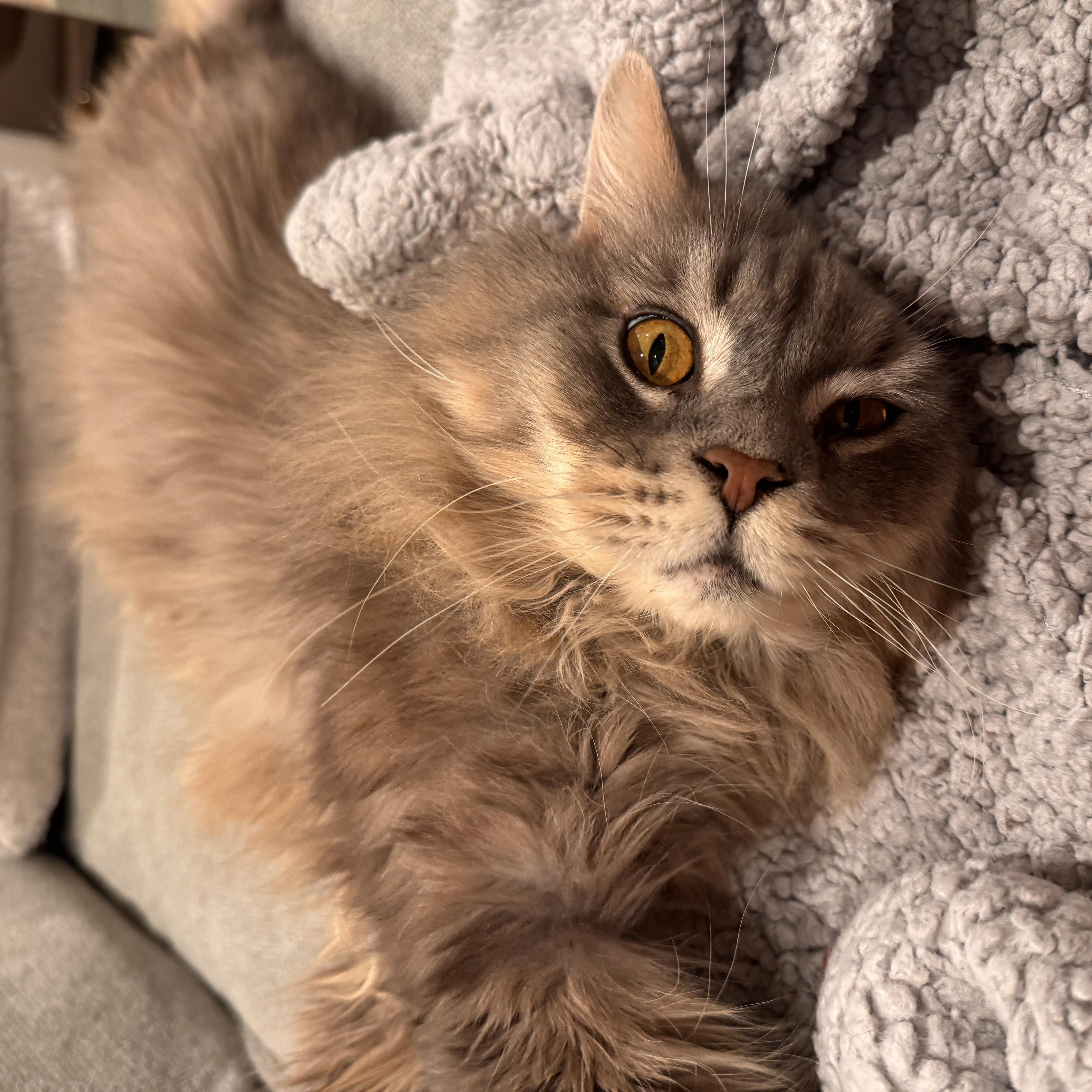 Nate, ADOPTABLE, Adult Male Maine Coon.