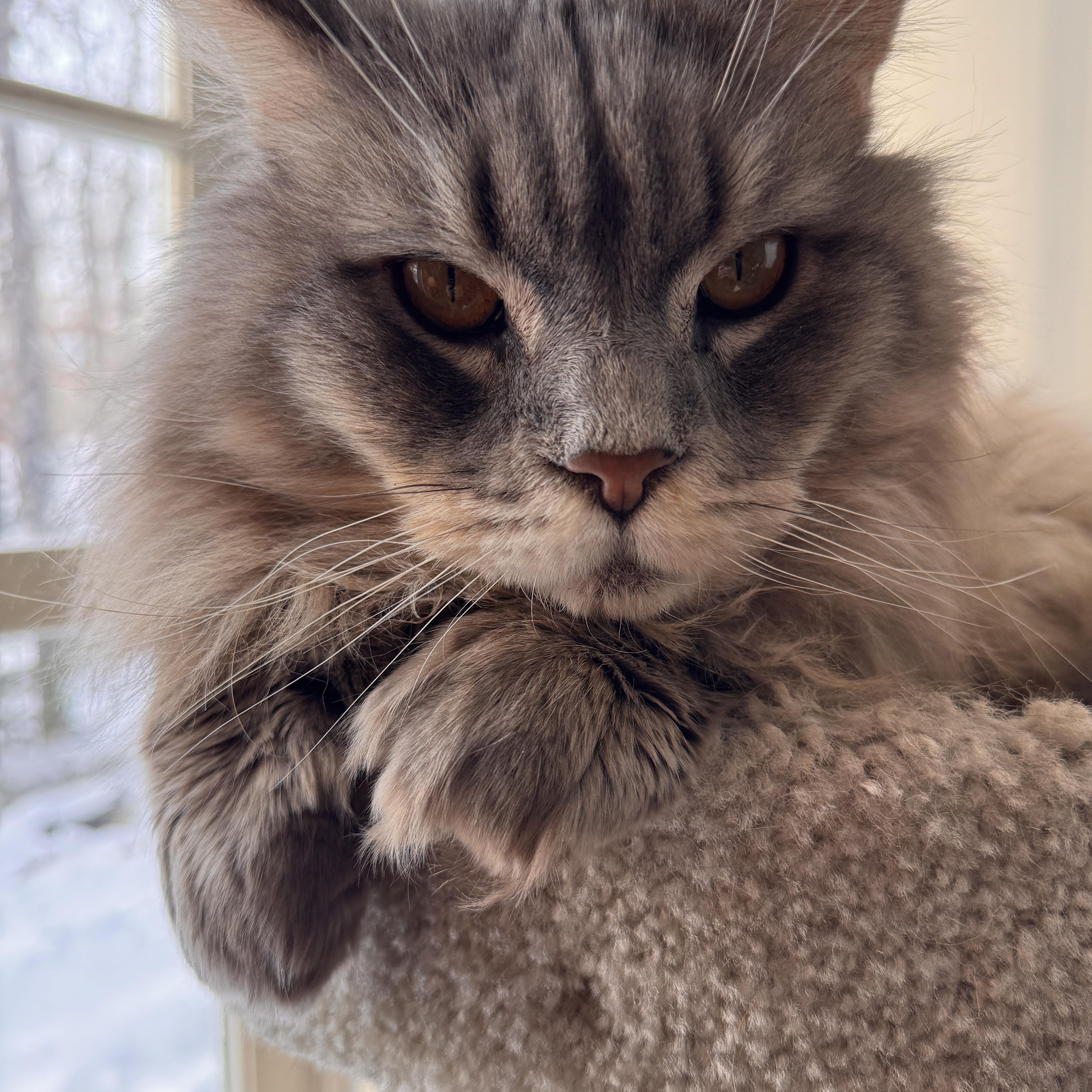 Enlarge Nate, a ADOPTABLE mixed breed in Mastic beach, NY image 2/3