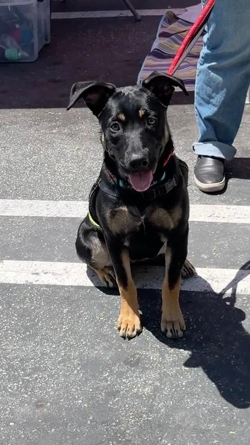 Priscilla Carson, Adopted, Puppy Female Mixed Breed.