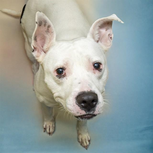 EGG, Adoptable, Adult Female Pit Bull Terrier & Mixed Breed.