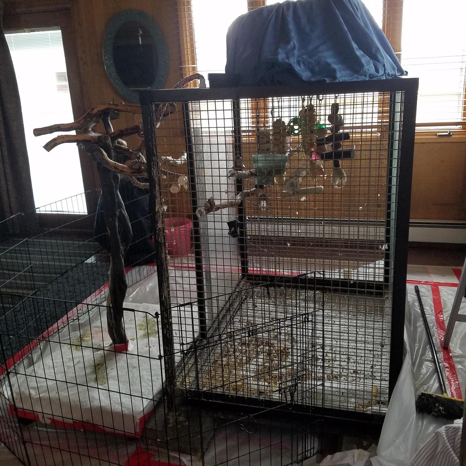 Enlarge Banjo (Anchorage), a Adoptable Amazon in Anchorage, AK image 4/4