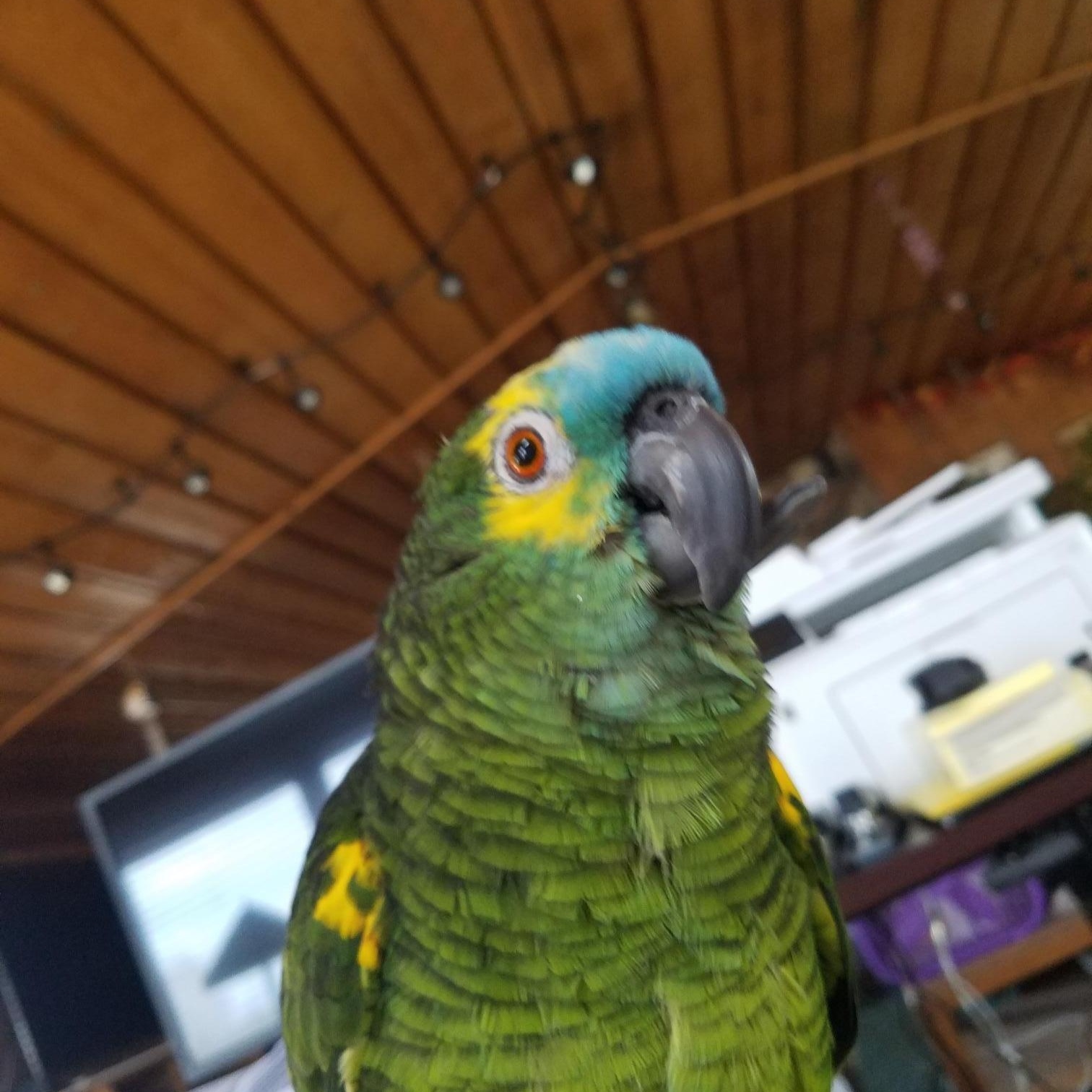 Enlarge Banjo (Anchorage), a Adoptable Amazon in Anchorage, AK image 2/4