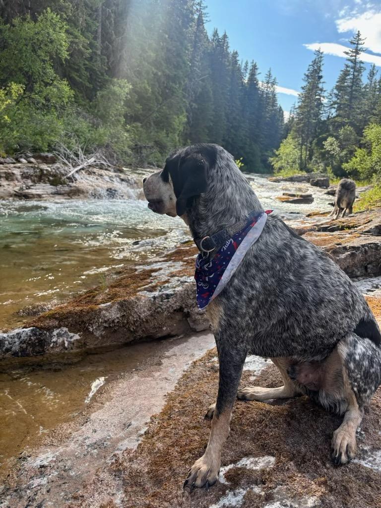 Copper - Courtesy Listing see info, Adoptable, Adult Male Bluetick Coonhound & Australian Cattle Dog / Blue Heeler.
