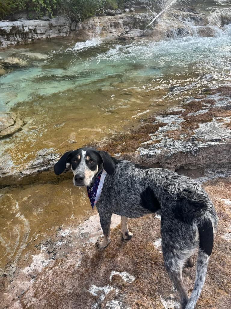 Copper - Courtesy Listing see info, a Adoptable mixed breed in Polson, MT image 2/2