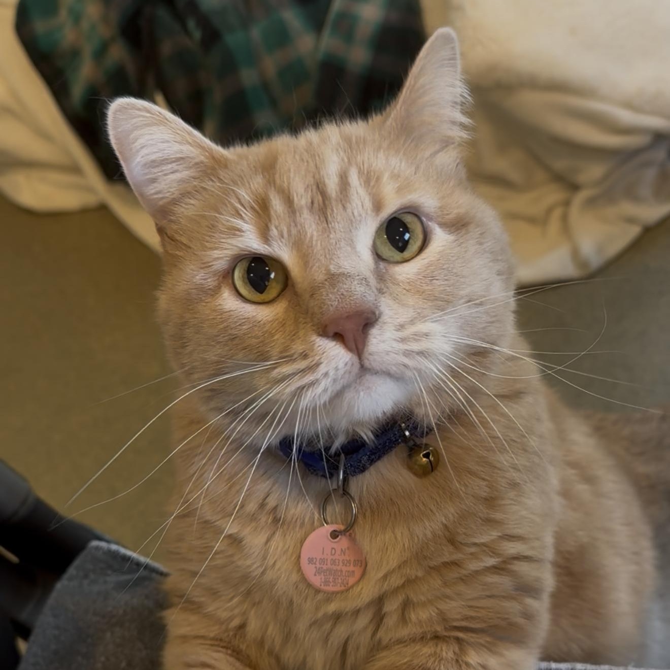 Tina, ADOPTABLE, Adult Female Domestic Short Hair.