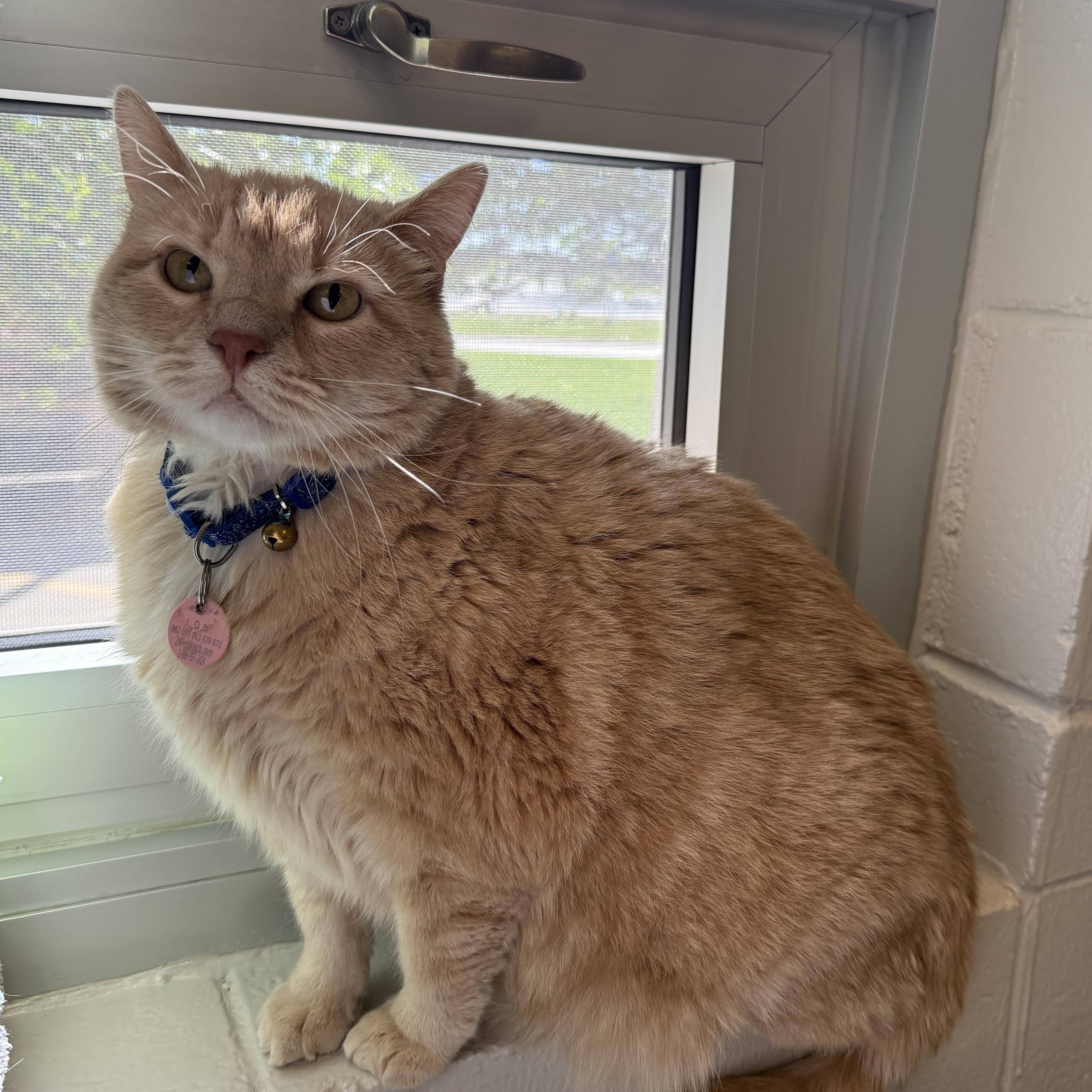 Tina, ADOPTABLE, Adult Female Domestic Short Hair.