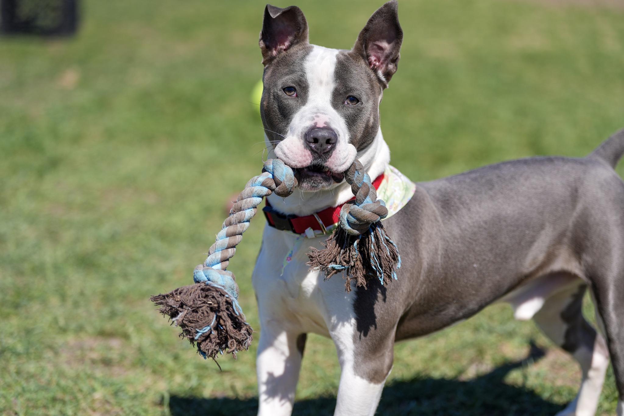 Enlarge Dennis, a ADOPTABLE Mixed Breed in Davenport, IA image 4/4