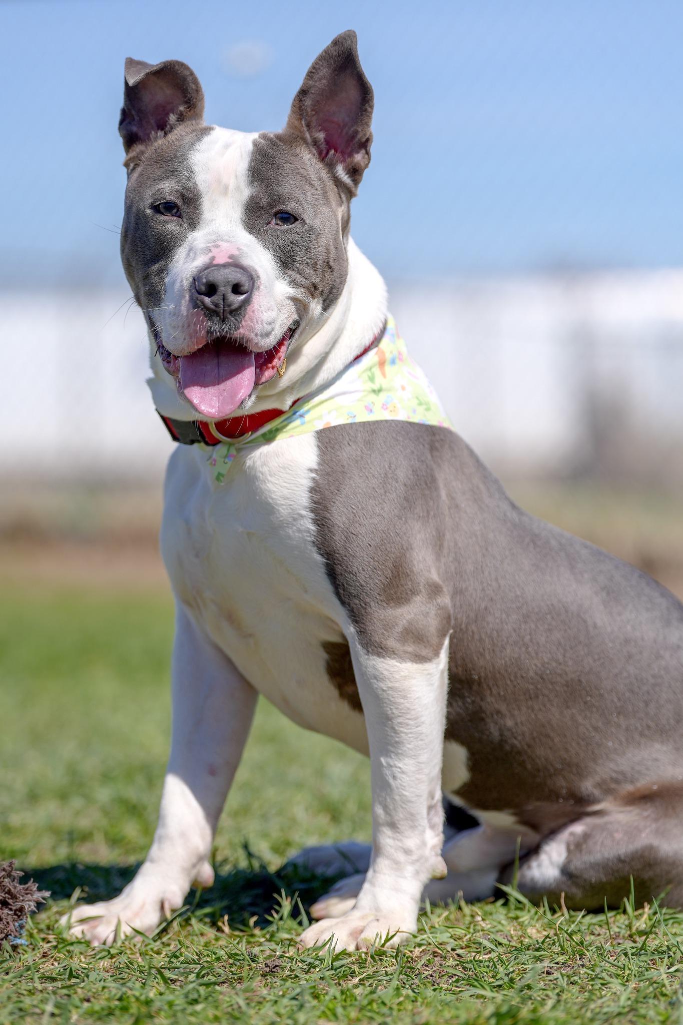 Dennis, ADOPTABLE, Adult Male Mixed Breed.