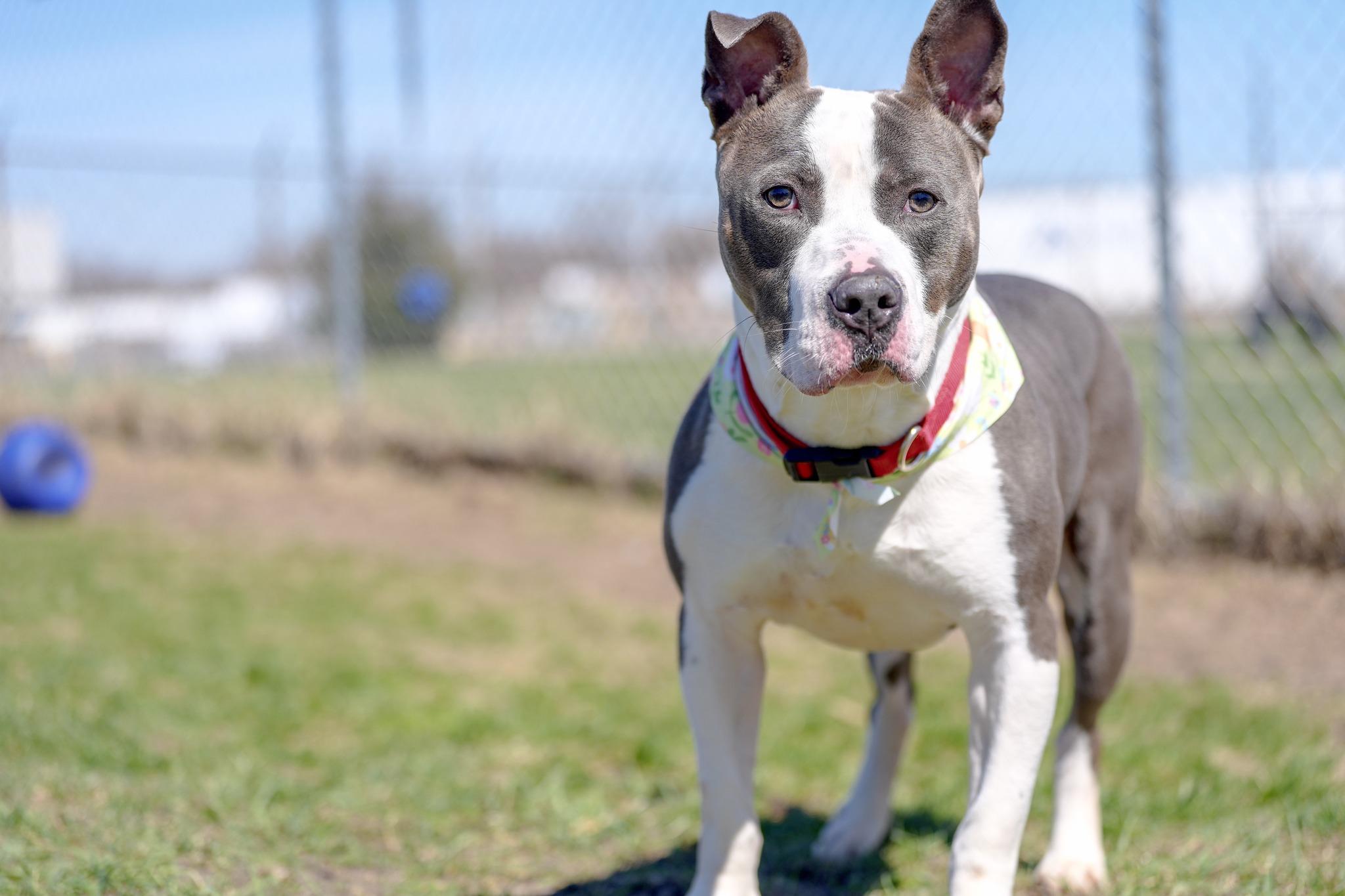 Enlarge Dennis, a ADOPTABLE Mixed Breed in Davenport, IA image 2/4