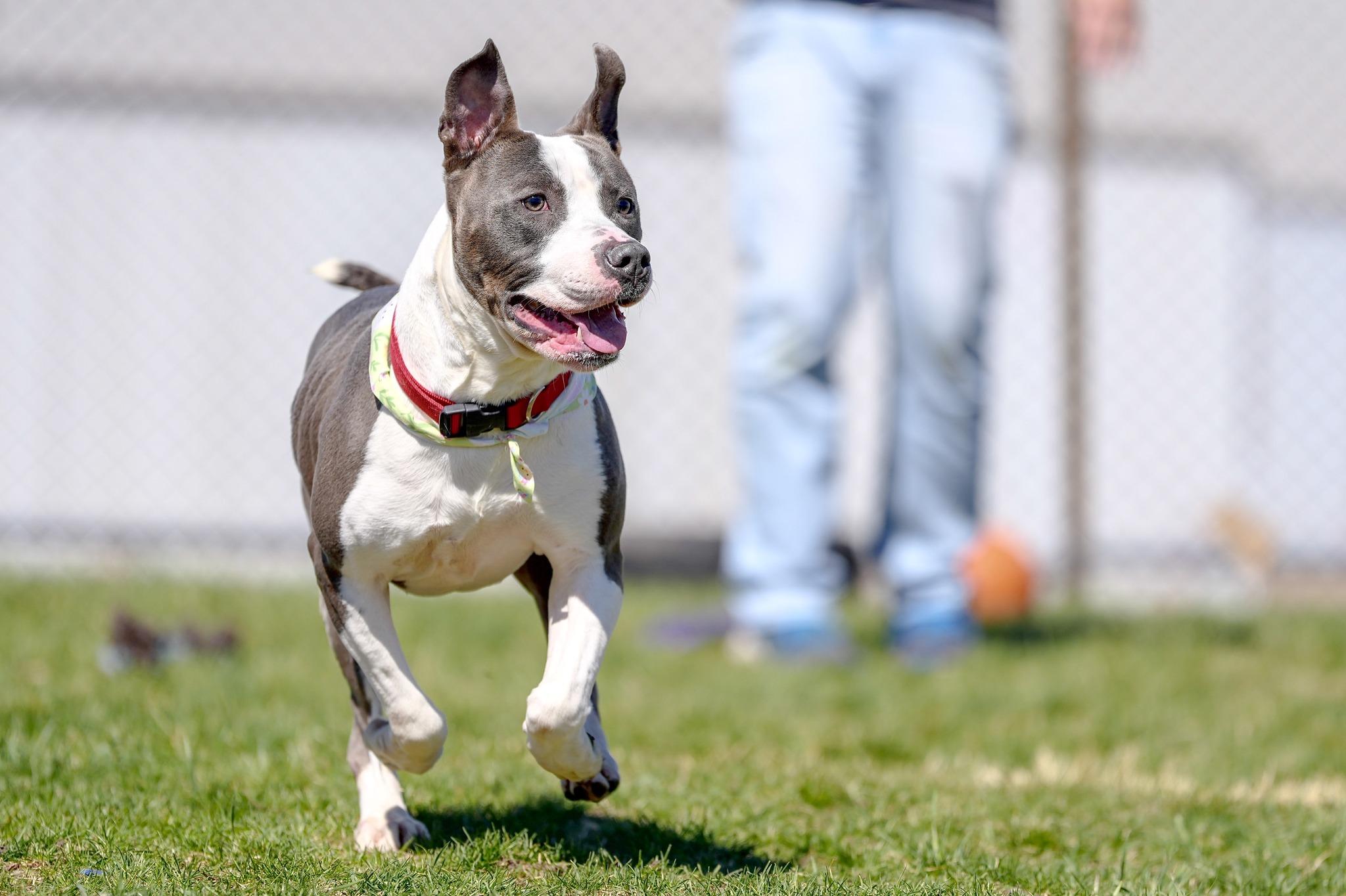 Enlarge Dennis, a ADOPTABLE Mixed Breed in Davenport, IA image 3/4