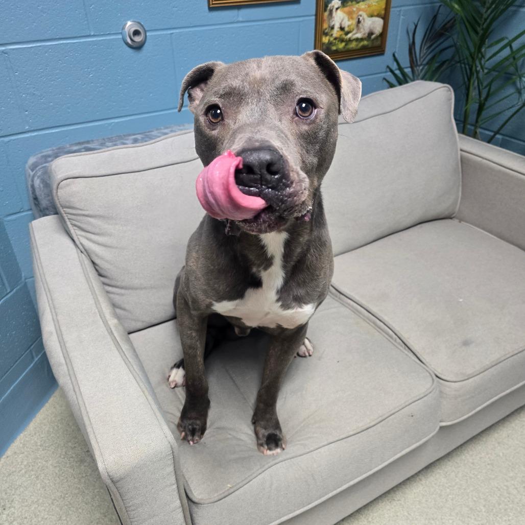 Watson (King), Adoptable, Adult Male Mixed Breed & None.