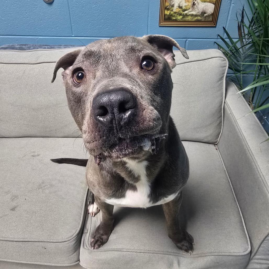Enlarge Watson (King), a Adoptable Mixed Breed in Windsor, VA image 2/5
