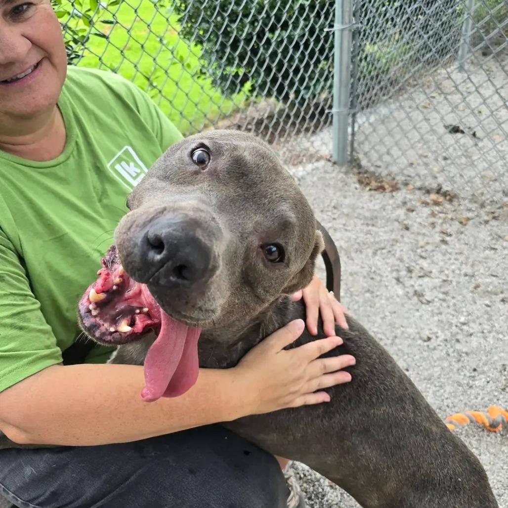 Enlarge Watson (King), a Adoptable Mixed Breed in Windsor, VA image 3/5