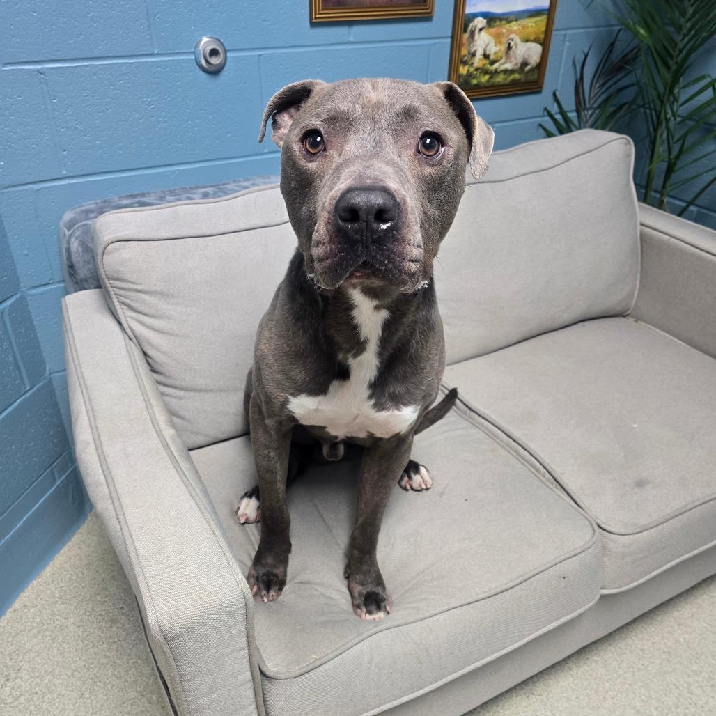 Enlarge Watson (King), a Adoptable Mixed Breed in Windsor, VA image 4/5